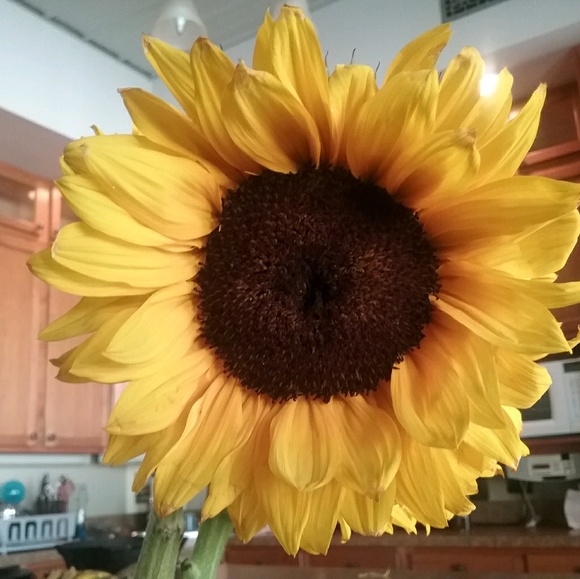 Meet your Posher, Molly - Picture 1 of 1